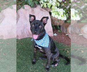 Schipperke-Unknown Mix Dogs for adoption in Oklahoma City, OK, USA