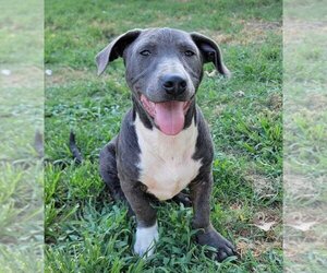 Mutt Dogs for adoption in Abbeville, LA, USA