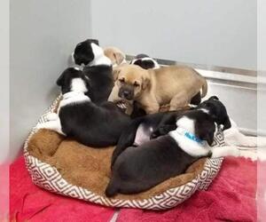 Sheprador Dogs for adoption in Newcastle, OK, USA