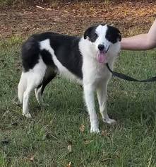 Border Collie Dogs for adoption in Tuscaloosa, AL, USA