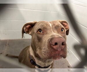 American Staffordshire Terrier-Unknown Mix Dogs for adoption in Tavares, FL, USA