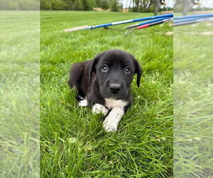 Australian Shepherd-Great Pyrenees Mix Dogs for adoption in New London, WI, USA