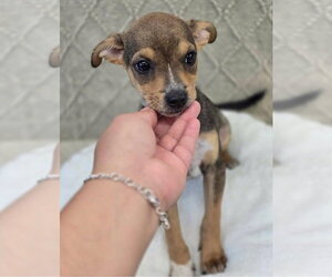Chihuahua-Unknown Mix Dogs for adoption in Lakewood, CO, USA