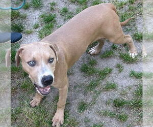 American Pit Bull Terrier Dogs for adoption in Tarboro, NC, USA
