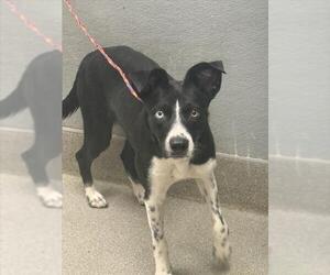 Siberian Husky-Unknown Mix Dogs for adoption in Las Vegas, NV, USA