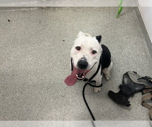 Mutt Dogs for adoption in Fort Collins, CO, USA