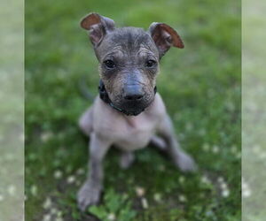Mutt Dogs for adoption in Brooklyn Center, MN, USA