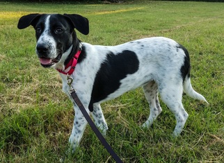 Small Collie-Pointer Mix