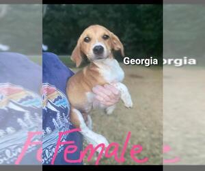 Bagle Hound Dogs for adoption in Newark, DE, USA