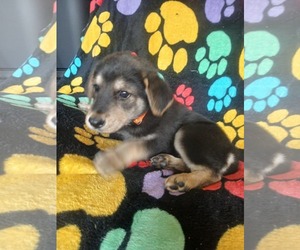 German Shepherd Dog Dogs for adoption in LOGANVILLE, GA, USA