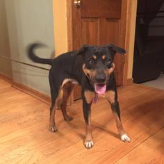 Rottweiler-Unknown Mix Dogs for adoption in Richfield, WI, USA
