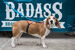 Medium Photo #1 Basset Hound-Unknown Mix Puppy For Sale in Brooklyn, NY, USA