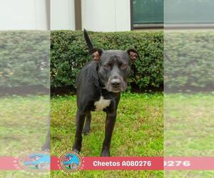 Labrador Retriever Dogs for adoption in Mobile, AL, USA