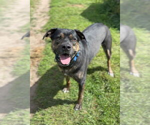 Mutt Dogs for adoption in Bemidji, MN, USA