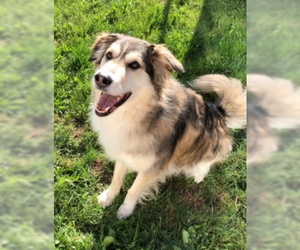 Alaskan Malamute-German Shepherd Dog Mix Dogs for adoption in Spokane, WA, USA