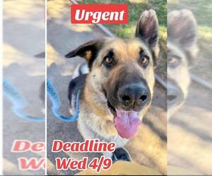 German Shepherd Dog Dogs for adoption in Sacramento, CA, USA