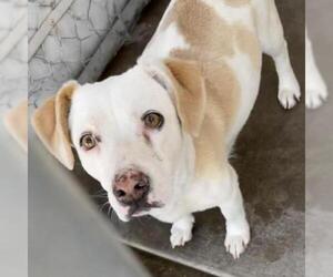 Cardigan Welsh Corgi Dogs for adoption in Tempe, AZ, USA