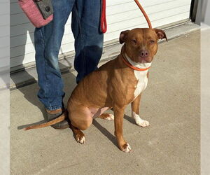 Mutt Dogs for adoption in Louisville, KY, USA