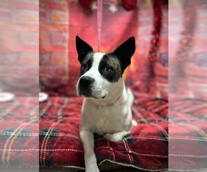 Boxer-Huskies  Mix Dogs for adoption in Harrisville, WV, USA