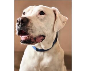 Bullboxer Pit Dogs for adoption in Kanab, UT, USA