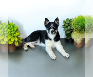 Siberian Husky Dogs for adoption in Menifee, CA, USA