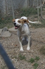 Medium Photo #1 Beagle-Unknown Mix Puppy For Sale in Rutledge, TN, USA