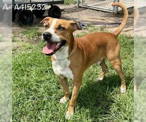 Labrador Retriever-Unknown Mix Dogs for adoption in Conroe, TX, USA