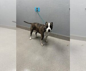 Bullypit Dogs for adoption in Las Vegas, NV, USA