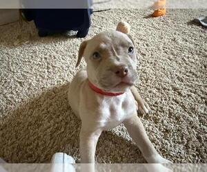 American Pit Bull Terrier Dogs for adoption in Pueblo, CO, USA