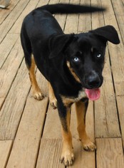 Alaskan Husky-German Shepherd Dog Mix Dogs for adoption in Waleska, GA, USA