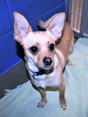 Chihuahua Dogs for adoption in San Jacinto, CA, USA