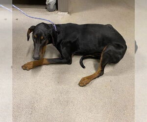 Medium Photo #2 Doberman Pinscher Puppy For Sale in Modesto, CA, USA