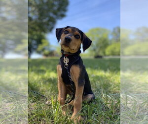 Black and Tan Coonhound-Unknown Mix Dogs for adoption in Forest, VA, USA