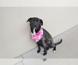 Labrador Retriever-Unknown Mix Dogs for adoption in McKinney, TX, USA