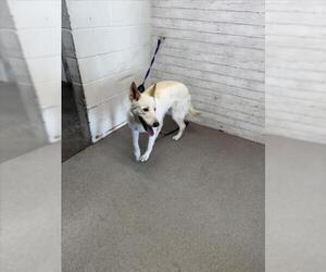 German Shepherd Dog-Unknown Mix Dogs for adoption in San Bernardino, CA, USA