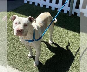 American Pit Bull Terrier Dogs for adoption in Modesto, CA, USA