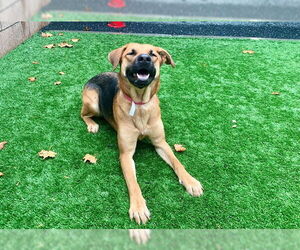 German Shepherd Dog Dogs for adoption in Moreno Valley, CA, USA