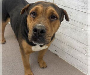 Chinese Shar-Pei-Unknown Mix Dogs for adoption in San Bernardino, CA, USA