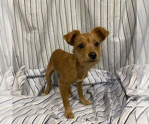 Norfolk Terrier-Unknown Mix Dogs for adoption in Modesto, CA, USA