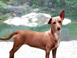 Chiweenie Dogs for adoption in Fairfield, CA, USA