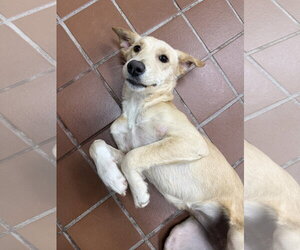 Golden Labrador Dogs for adoption in Jefferson, NJ, USA