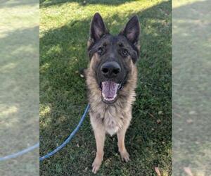 German Shepherd Dog Dogs for adoption in Redlands, CA, USA
