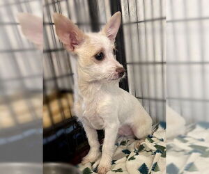Chihuahua-Unknown Mix Dogs for adoption in Genesee, WI, USA