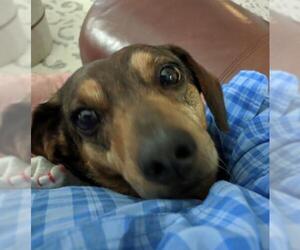 Dachshund Dogs for adoption in Friendswood, TX, USA