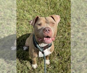 American Staffordshire Terrier Dogs for adoption in Fort Lauderdale, FL, USA