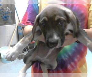 German Shepherd Dog-Unknown Mix Dogs for adoption in Fayetteville, NC, USA