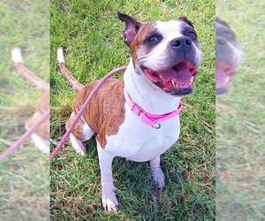 Boxer-Unknown Mix Dogs for adoption in Fort Lauderdale, FL, USA