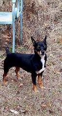 Miniature Pinscher Dogs for adoption in Scottsboro, AL, USA