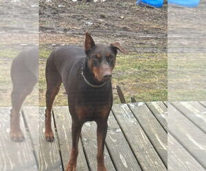 Doberman Pinscher Dogs for adoption in Portland, IN, USA