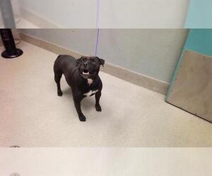 American Pit Bull Terrier-Unknown Mix Dogs for adoption in Las Vegas, NV, USA